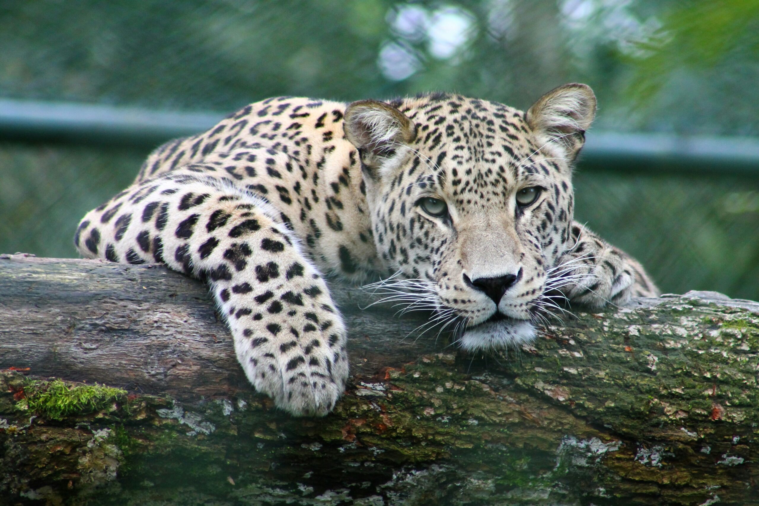 How Different Faiths See Animals and Our Relationship with Them