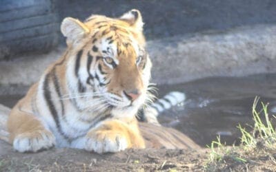 The Animal Defenders International Temporary Rescue Center – Meeting the Tigers and Lions