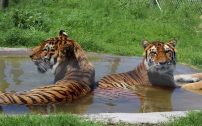 A Message from Africa At Last