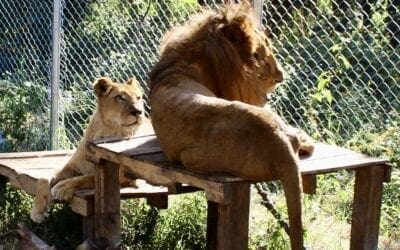 Lions and Tigers are Different – Part 2