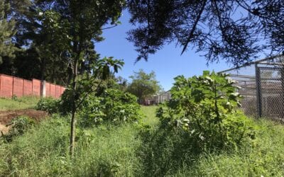 Danger in the Kingdom