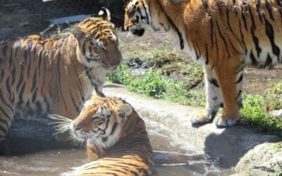 Lions and Tigers are Different – Part 1