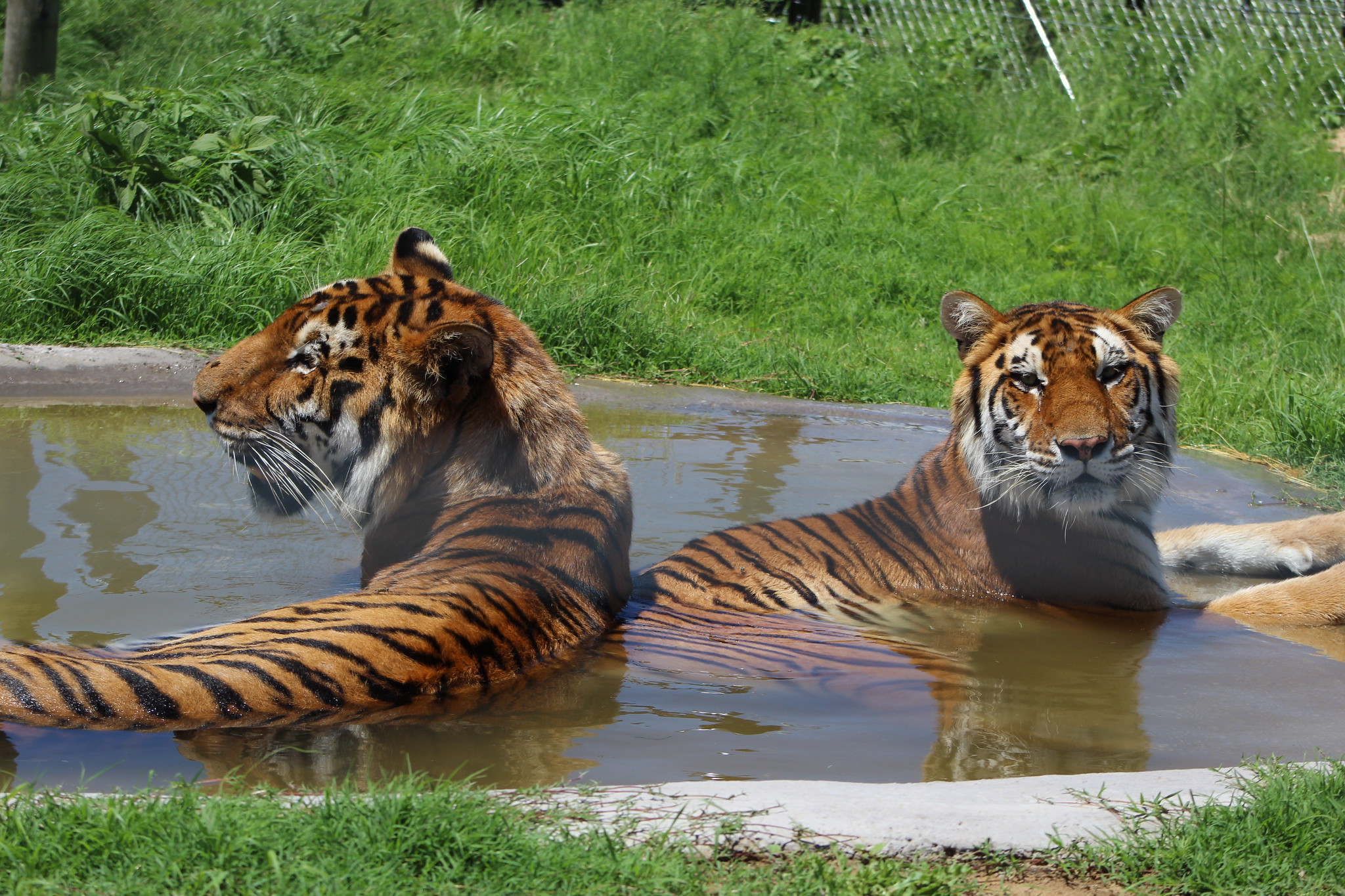 Tigers in South Africa