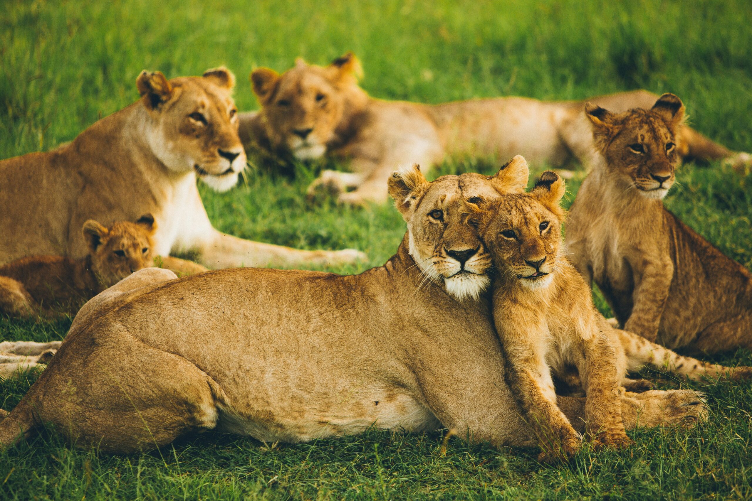 Many lioness and cubs in a green field