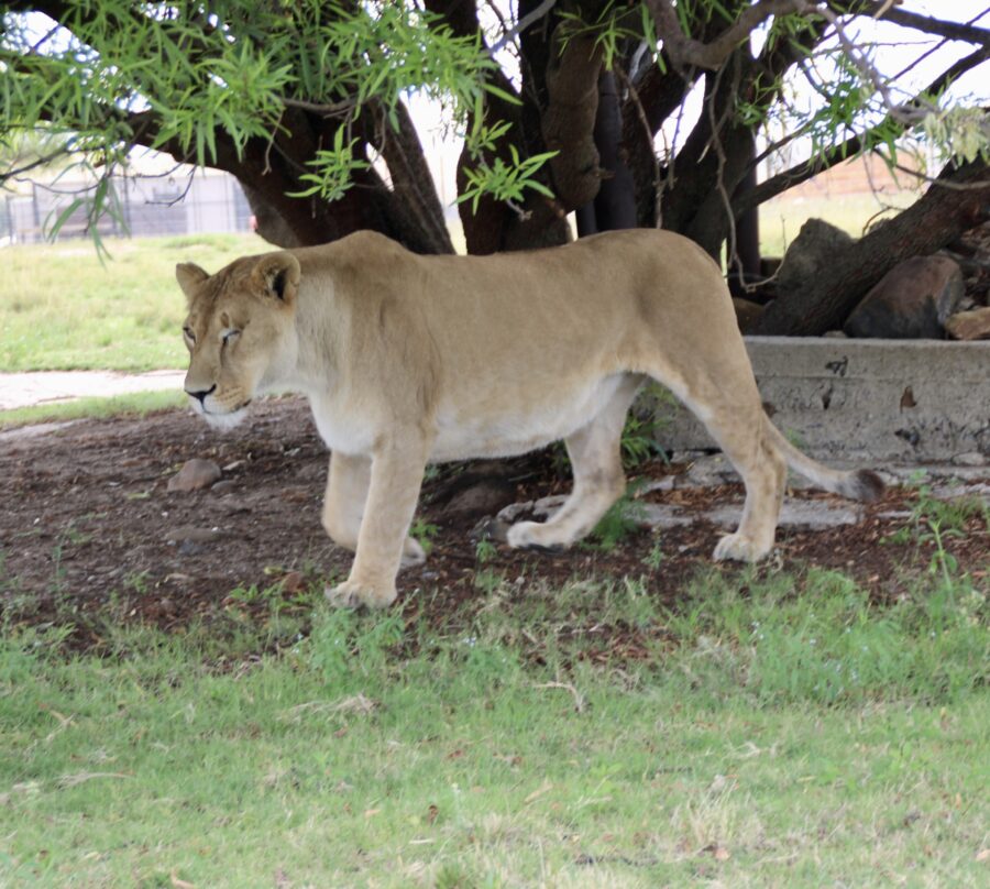 Standing Up for Home: No More Kings