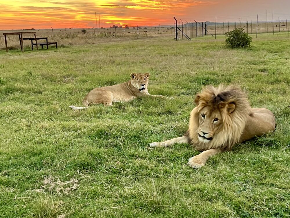 The Animal Defenders International Wildlife Sanctuary